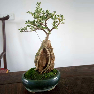六月雪盆景附石抱石小盆栽提根造型植物微型金边六月雪悬崖常青