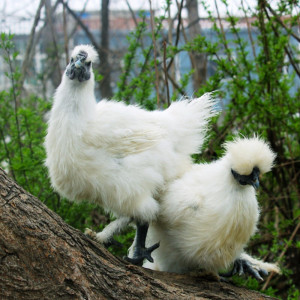 乌鸡走地鸡农家散养白羽鸡白凤鸡月子鸡现杀新鲜鸡顺丰发货 2只装