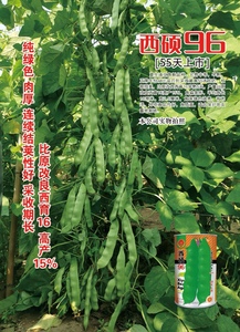 东北油豆角种子西硕96春秋四季油豆角架豆扁豆孑油豆高产豆角种籽