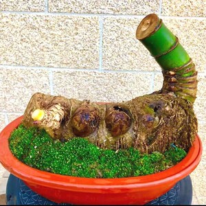 小叶簕竹桩老根发货文人竹子盆景室内庭院观赏名贵竹子苗盆栽好养