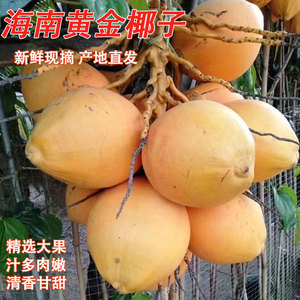 海南万宁黄金椰子新鲜大果带皮椰青孕妇水果特产当季整箱产地直发