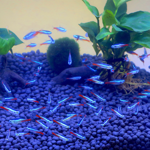 红绿灯鱼小型热带灯科鱼群游宝莲灯淡水观赏鱼水族活体鱼苗火炽