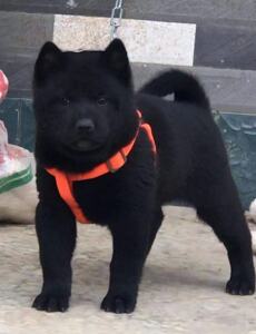 纯种中华田园犬广西土猎狗柴犬大头虎斑犬五黑狗幼犬宠物狗狗活体