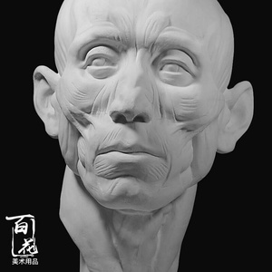 农民肌肉渔民解剖l石膏像美术写生教具静物绘画素描石膏头像雕塑.