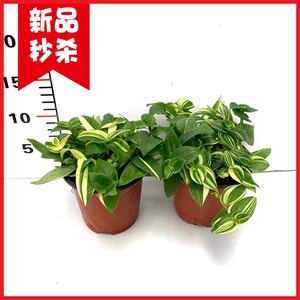 花叶吊竹梅绿色盆栽白油画婚礼观叶垂钓植物四季常青耐旱懒人花卉