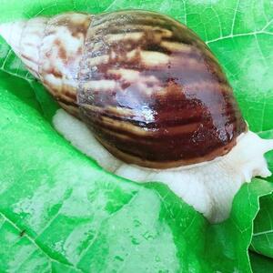白玉蜗牛食用观赏活体非洲巨型大蜗牛宠物法国实验学生饲养观赏