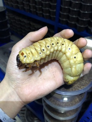 独角仙幼虫卵