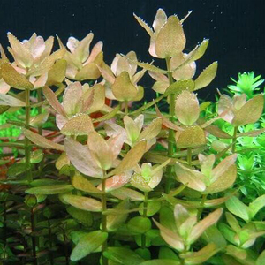 000人付款天猫水草之家 粉虎耳水草粉红虎耳草水草造景 后景草自养