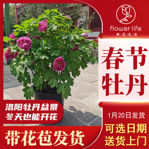 89144人付款天猫独杆大叶栀子花大树苗盆栽牡丹栀子花浓香型庭院阳台