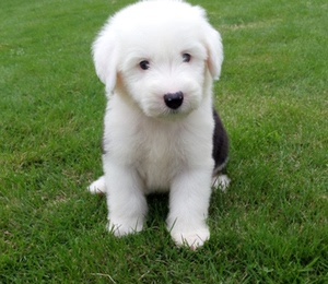 出售纯种家养英国古代牧羊犬古牧幼犬白头活体古牧宠物狗狗长毛狗