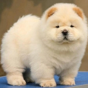 出售纯种松狮犬面包嘴奶白色黑色家养肉嘴松狮狗活体幼犬宠物狗狗