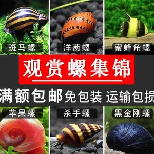 蓝象牙螺鱼缸宠物除藻蜗牛观赏神秘螺活体清理鱼粮残渣青苔除藻螺