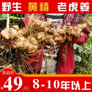 【老虎姜野生】老虎姜野生品牌,价格 - 阿里巴巴