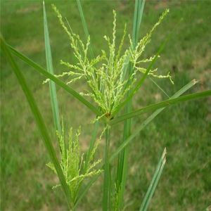 跌打损伤瘫痪中草药新鲜 三楞草 三轮草细三棱三棱草,水三棱