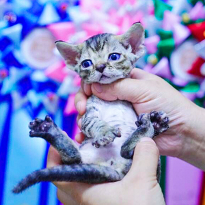 007人付款淘宝纯种小奶猫全黄色加菲幼猫红白色加菲大脸猫异国短毛猫