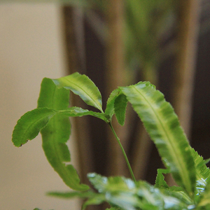小椿日和 阿波银线蕨凤尾蕨多年生桌面绿植物耐阴室内净化空气
