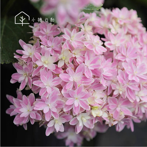 小椿日和 大花绣球花手鞠 万华镜拉维布兰万结珠日系盆栽庭院耐阴