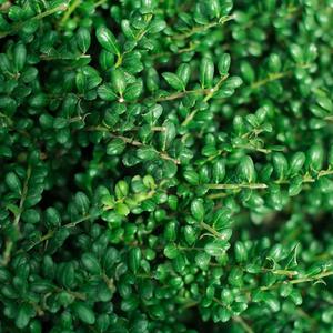 小叶冬青盆景米叶冬青龟背龟甲冬青米冬树j桩盆景小苗盆栽绿.