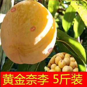 黄金奈李九峰山高山炎陵特产水果新鲜奈李时令农家5斤顺丰