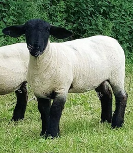 纯种萨福克绵羊萨福克羊羔萨福克怀孕母羊萨福克羊崽萨福克种公羊