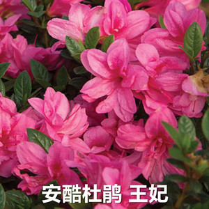 安酷杜鹃 康乃馨 王妃进口多季开花阳台庭院耐寒四季开花灌木花卉