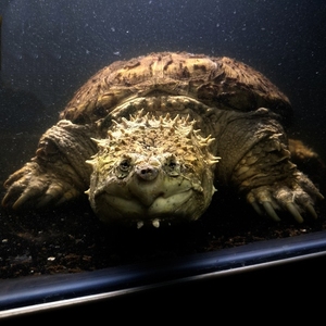 【逞虎】【麒麟】原种佛鳄种公 爆刺王原种纯佛鳄龟苗