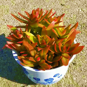 多肉植物组合盆栽绿植花卉防辐射含盆带土肉肉秋火莲火祭特价清仓