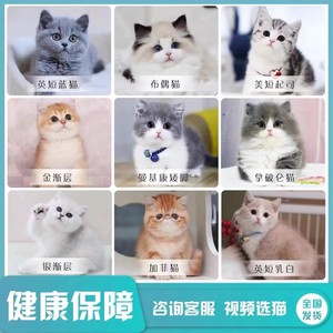 纯种蓝猫蓝白幼猫美短缅因金银渐层布偶猫加菲猫宠物猫活体矮脚猫