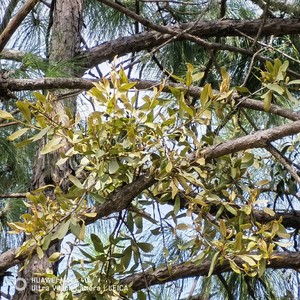 山区松树寄生草野生寄生茶云南松马尾松寄生草