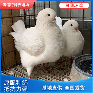 公斤鸽肉鸽特大