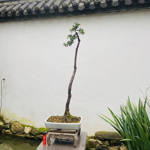 一钵盆景文人珍珠罗汉松书房卧室客厅文人雅致老桩精品