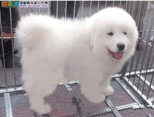 出售纯种大白熊犬活体,巨型全白微笑天使温剩宠物狗狗训练_阿里巴巴找