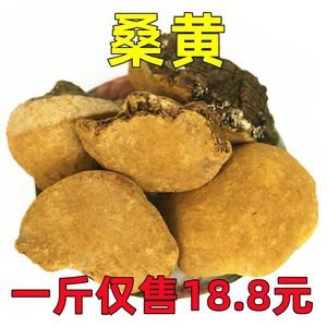 云南桑树野生桑黄500装金边可切片非进口西藏孔菌黄灵芝干货林芝