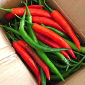 四川农家自种新鲜蔬菜青红辣椒泡椒剁椒红美人椒5斤现摘小米尖椒