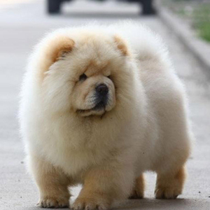 松狮幼犬纯种活体奶白黑色松狮犬活物宠物狗狗小狗幼犬松狮狗幼崽