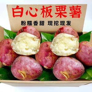 白心红薯老品种新鲜现挖红皮板栗薯农家四川山芋番薯香甜地瓜