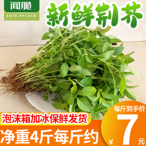 荆芥菜新鲜现摘现发河南精菜大叶农家自种蔬菜调味菜整箱批发包邮