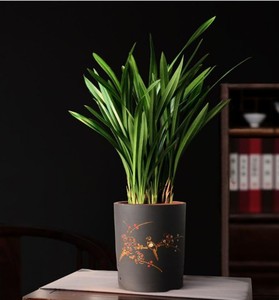 兰花墨兰盆栽好养植物企黑紫砂盆兰花室内四季客厅办公室名贵盆景