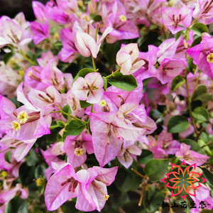 绿叶雪紫三角梅