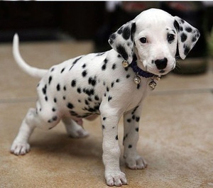 连云叁佰纯种斑点狗活体幼犬大麦町犬短毛腊肠沙皮狗宠物狗幼崽