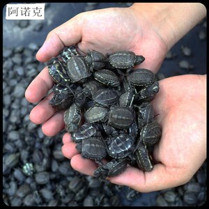 中华墨龟苗观赏龟金线龟黑腹钱龟宠物乌龟草龟苗宠物小乌龟全黑龟
