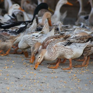 老鸭子土鸭农家散养麻鸭草鸭鸭子鸭肉生态鸭放养水鸭三年老鸭现杀