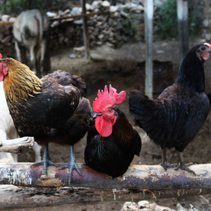 土鸡农家散养老公鸡笨鸡正宗黑爪草鸡现杀嫩大公鸡童子鸡