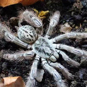 大蜘蛛活物树栖宠物多哥星团巴布食鸟蛛足展1-14cm昆虫活大白花纹