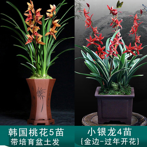 2盆兰花套餐:小银龙 韩国桃花 原盆原土今年开花