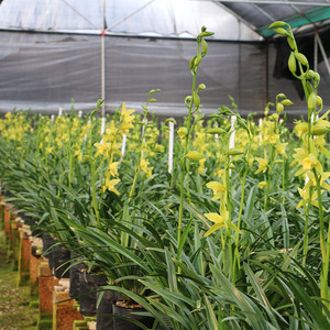 翁源兰花大花蕙兰盆栽兰花苗玉凤素室内客厅绿植花卉(春节开花)