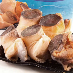 美国响螺头新鲜黄螺头冷冻海螺肉煲汤补品酒店食材无冰1300克正品