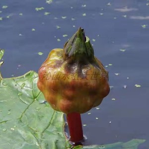 鸡头米种子池塘果大无刺型鸡头果水生植物种苗苏芡水培芡实种子苗