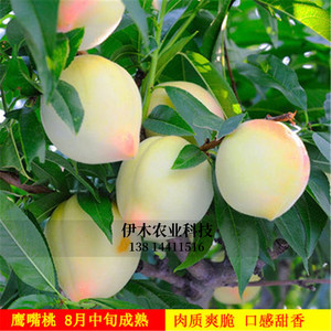 鹰嘴桃苗连平