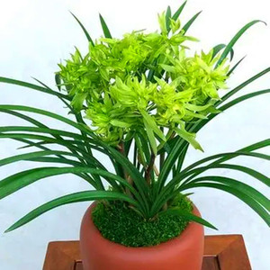 花开富贵春兰奇花浓香型铭品兰花开花苗花卉绿植